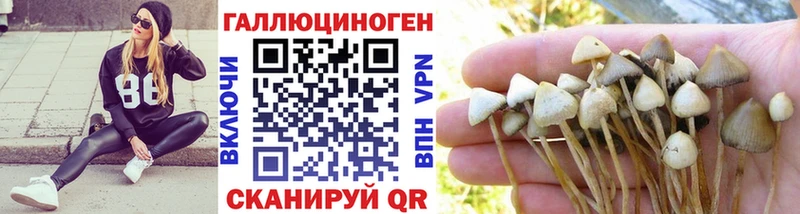 Псилоцибиновые грибы Psilocybe  где купить наркоту  Яхрома 